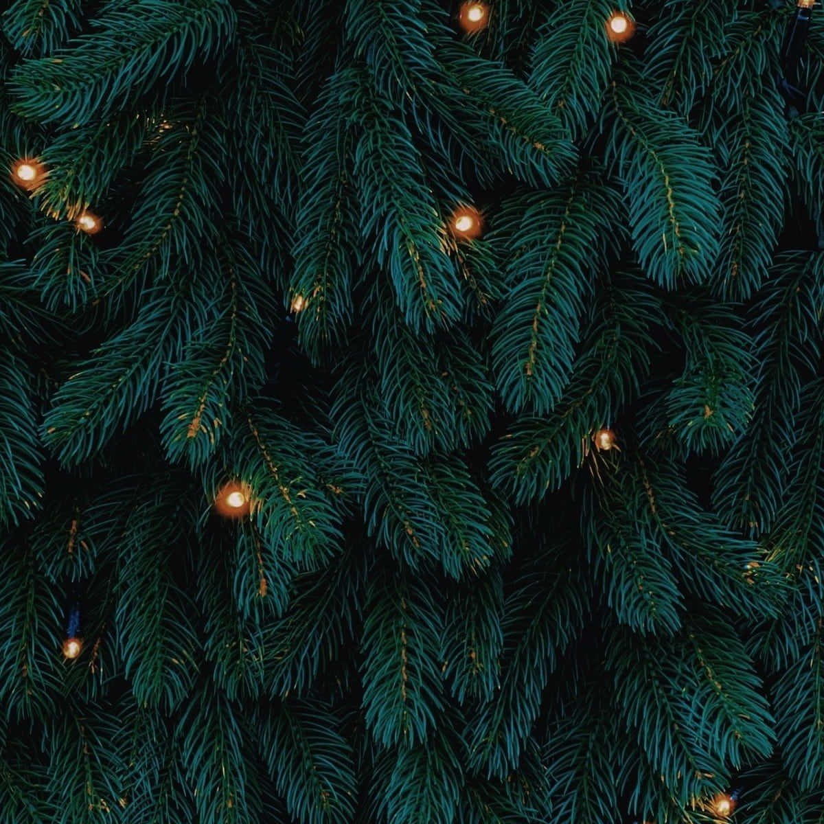 Holidays + Special Occasions